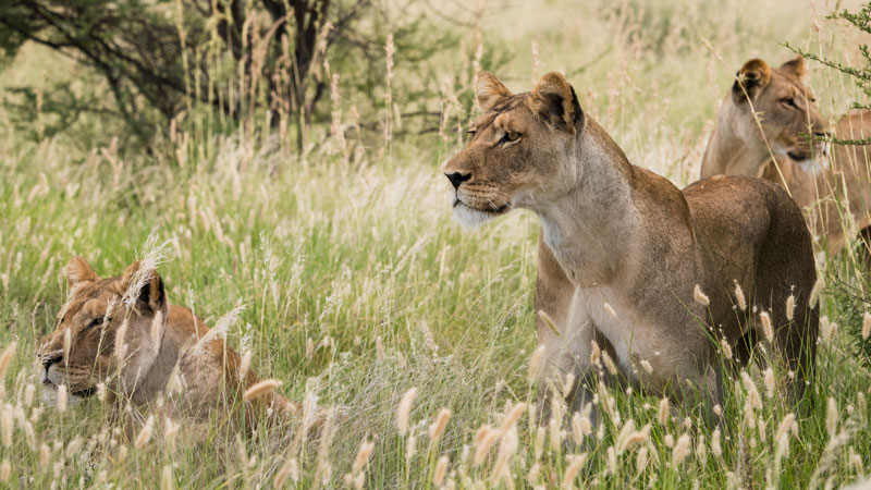 Africa Botswana Lion Pride