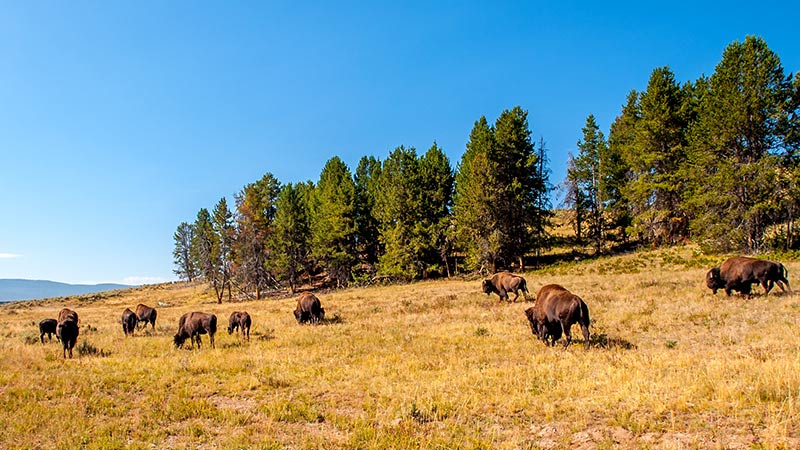 North America Yellowstone Bison 1