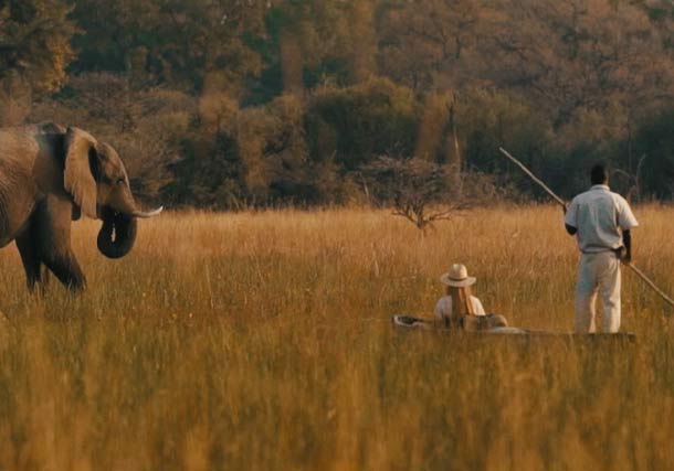 Africa Botswana Okavango Delta elephant mokoro search