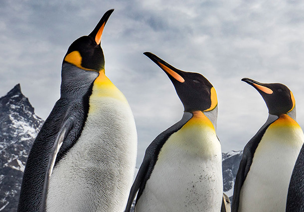 Antarctica South Georgia Falkland Islands Photo search