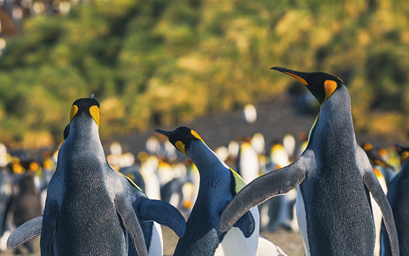 Antarctica, South Georgia & Falklands